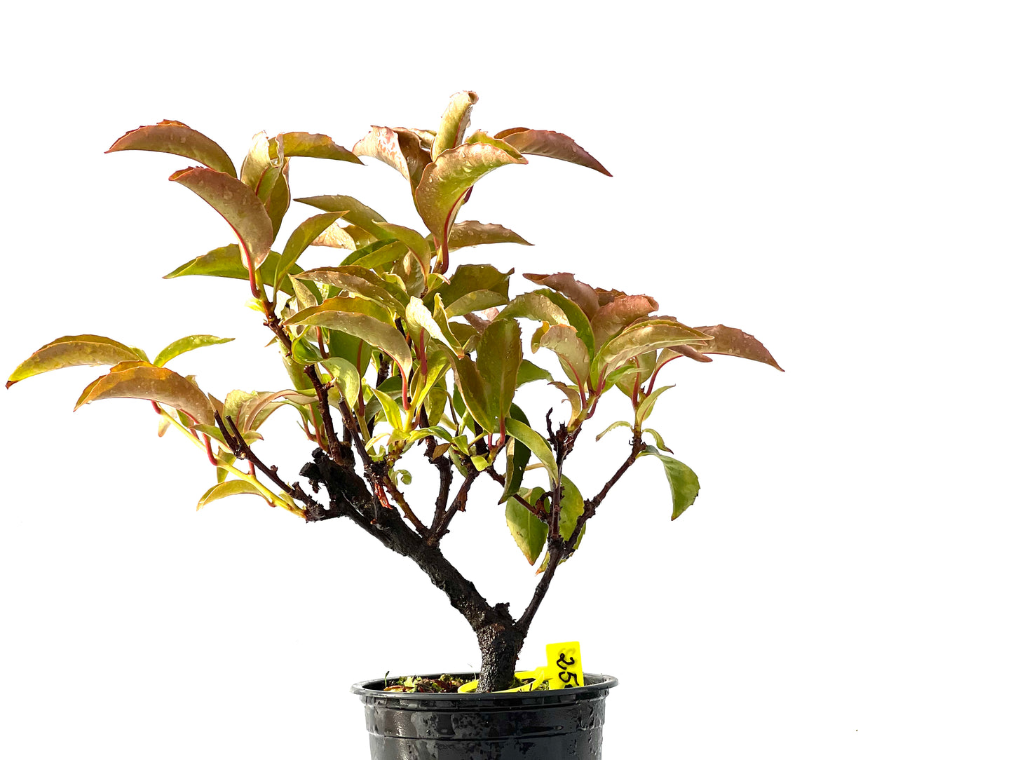 Kadsura Japonica 2222