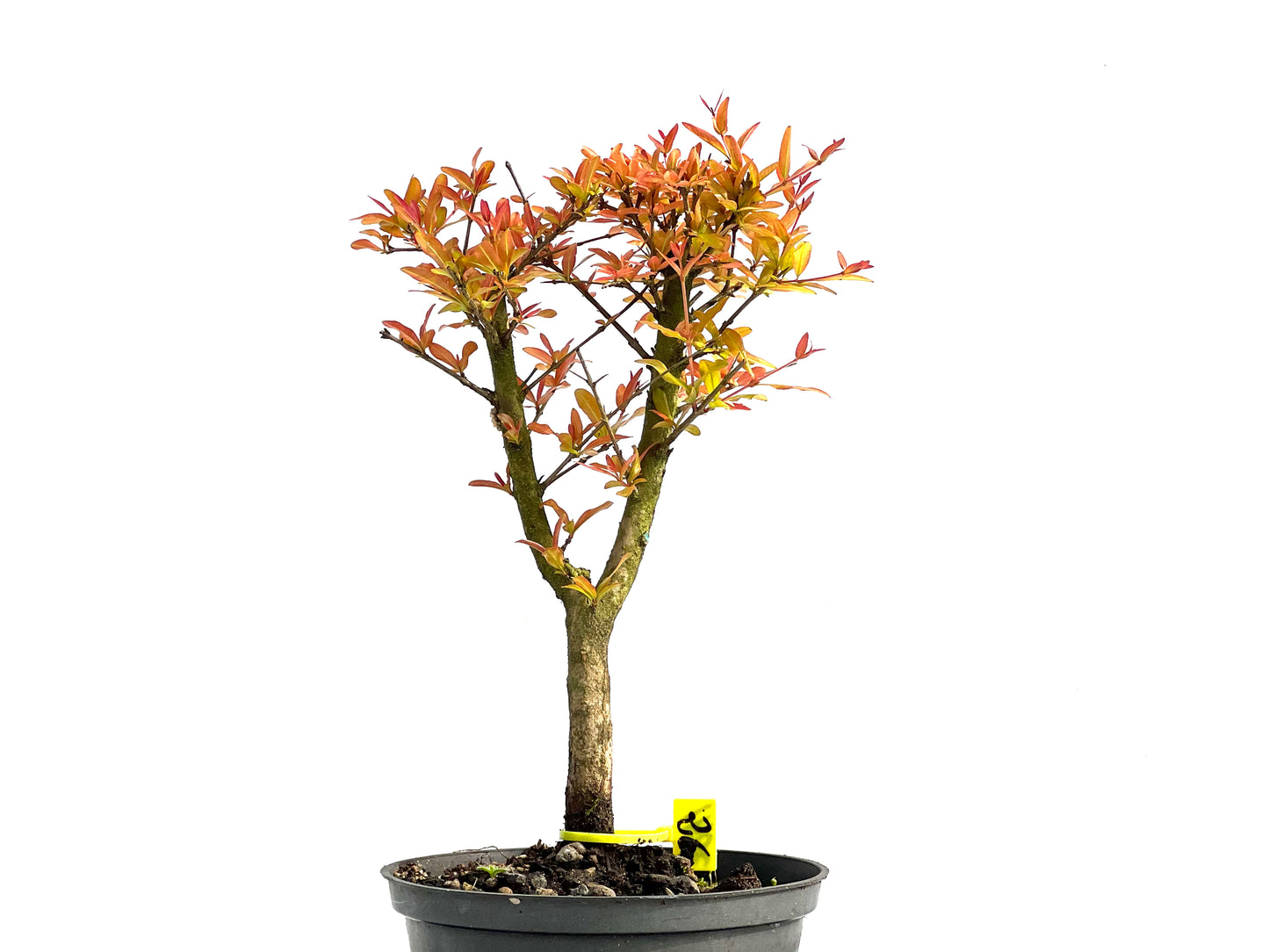 Punica Granatum Nana 3841