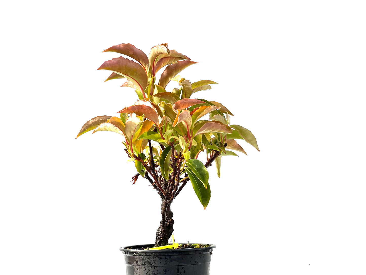 Kadsura Japonica 2222