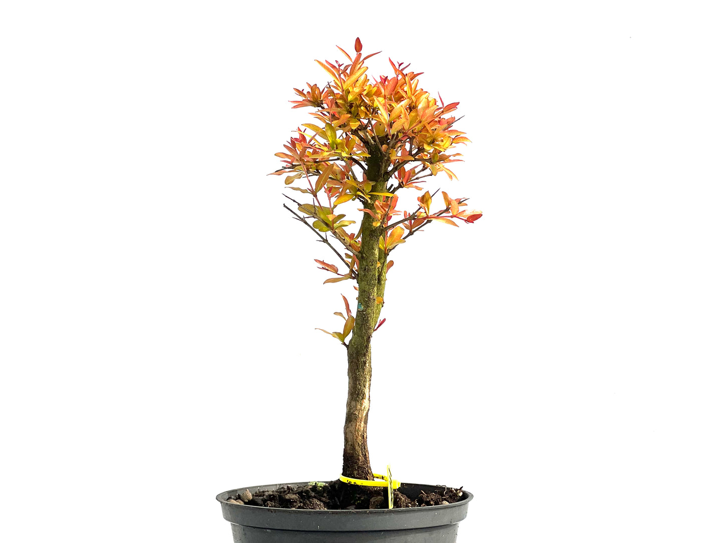Punica Granatum Nana 3841