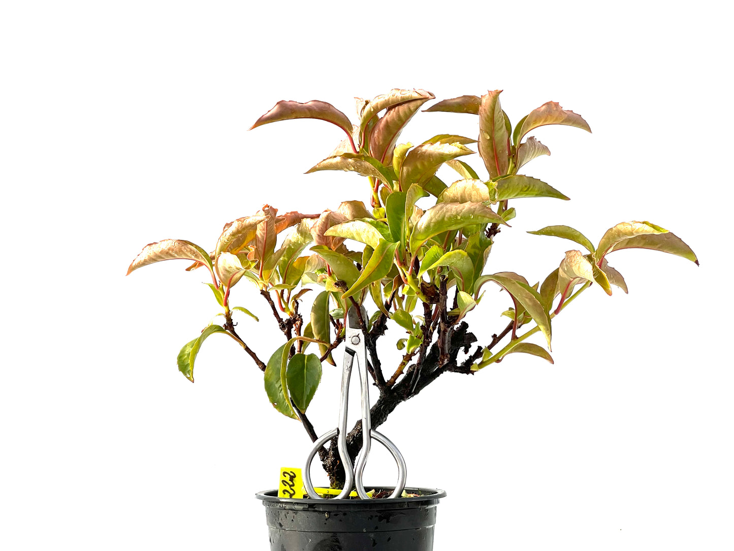 Kadsura Japonica 2222