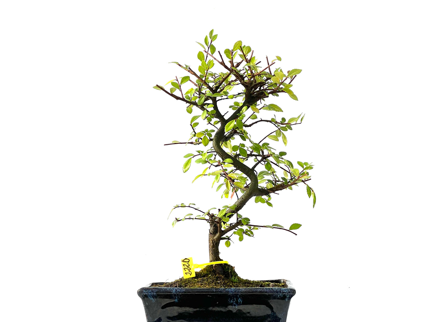 Ulmus Parvifolia 2220