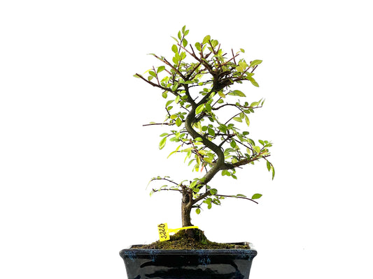 Ulmus Parvifolia 2220