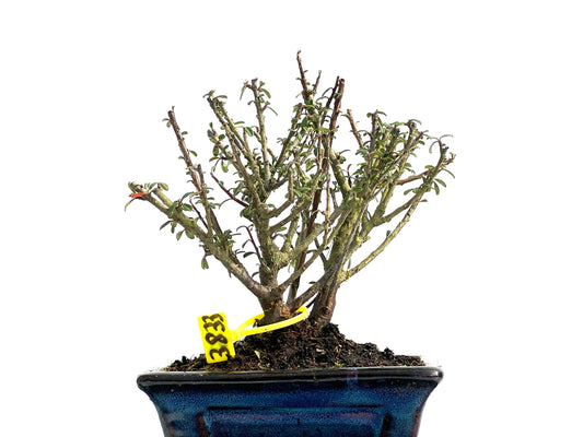 Cotoneaster Microphylla 3833
