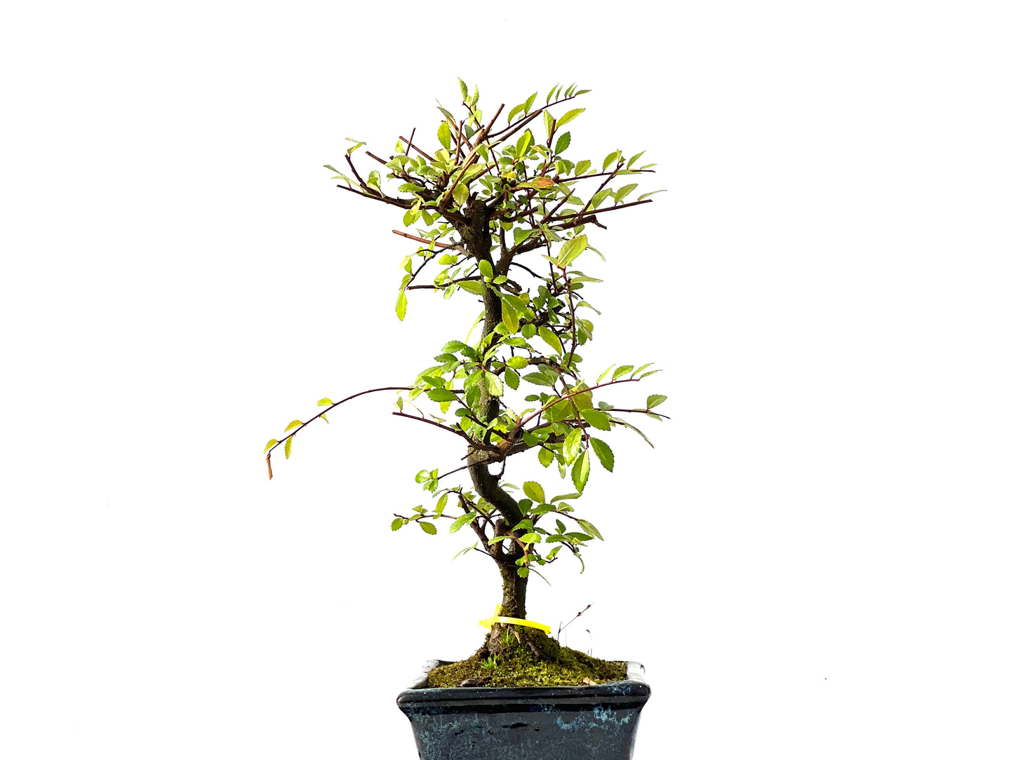 Ulmus Parvifolia 2220