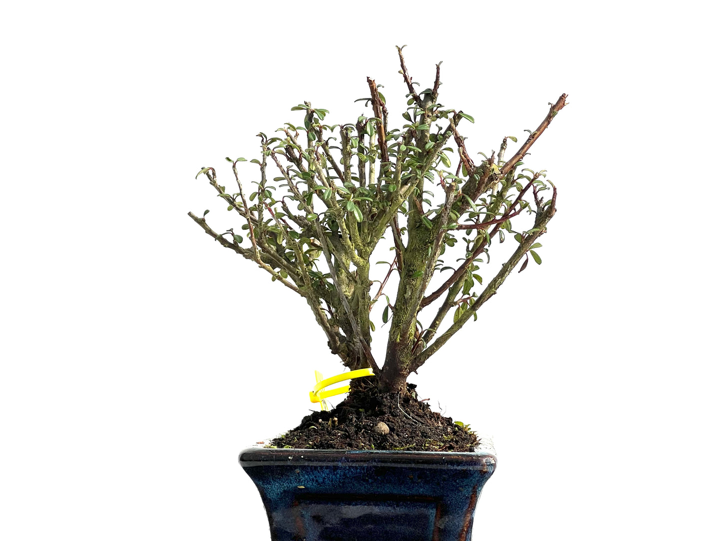 Cotoneaster Microphylla 3833