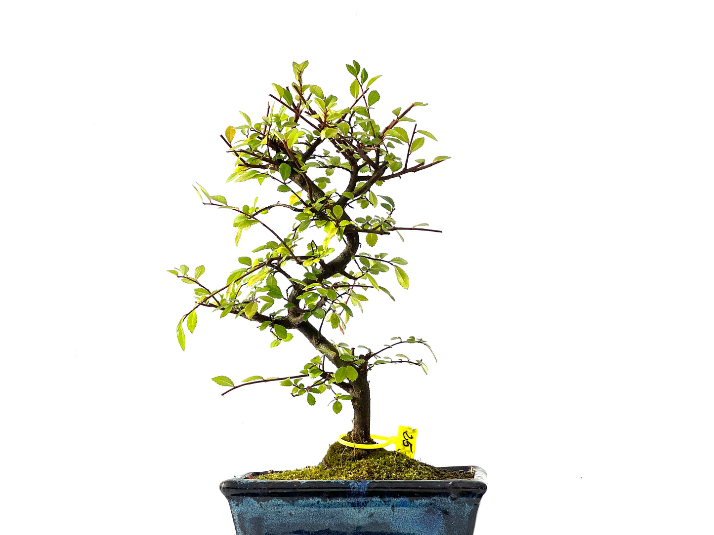 Ulmus Parvifolia 2220