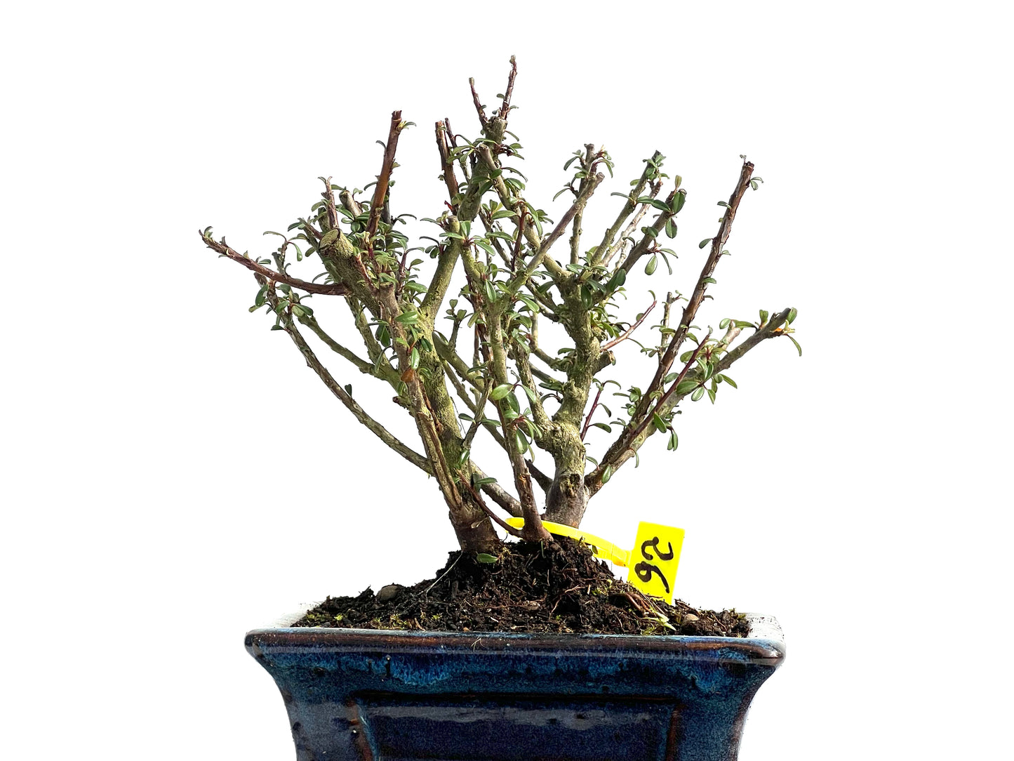 Cotoneaster Microphylla 3833