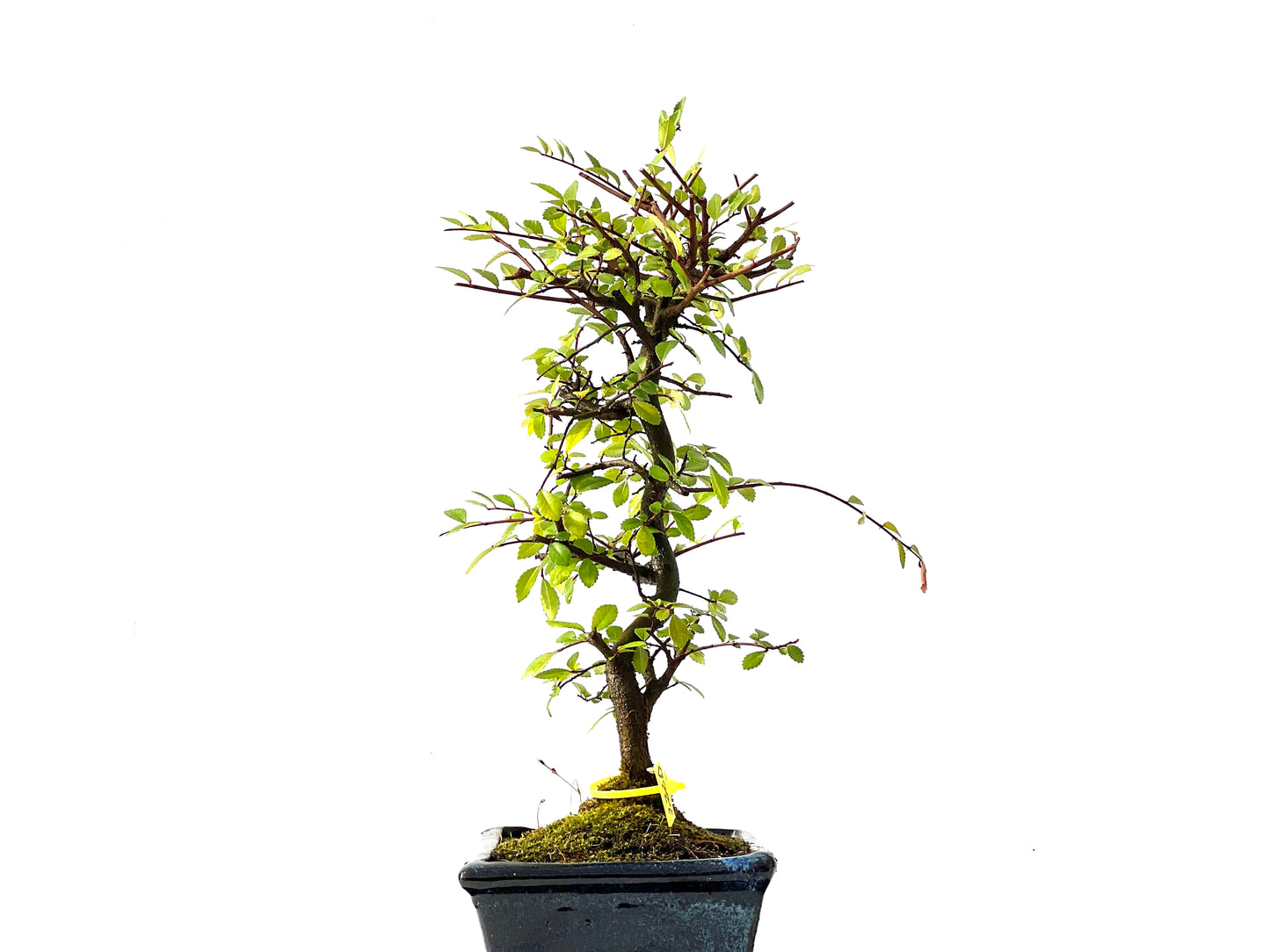 Ulmus Parvifolia 2220