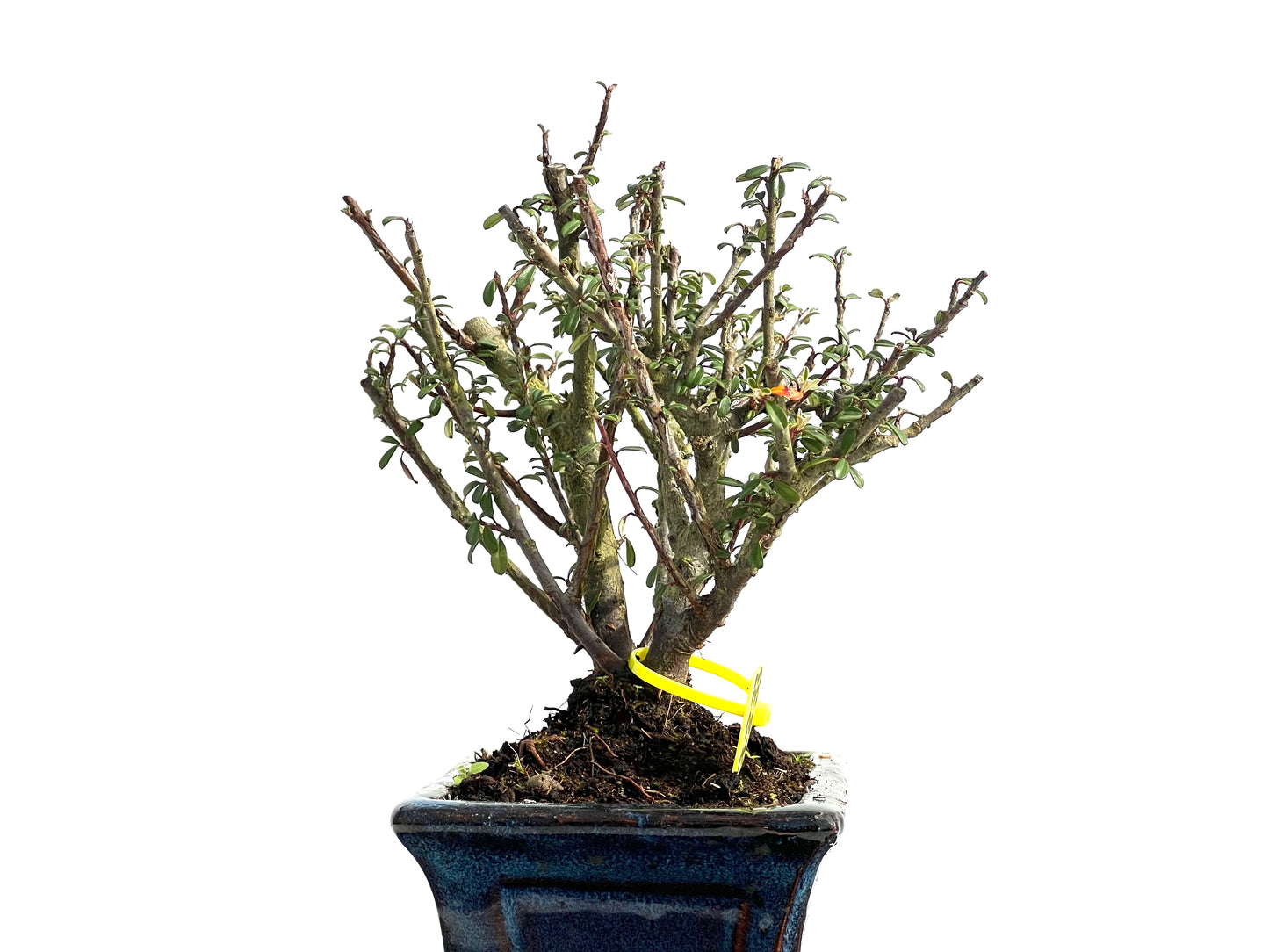 Cotoneaster Microphylla 3833