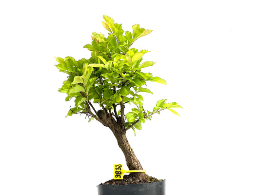Olmo Nire Keyaki 3832