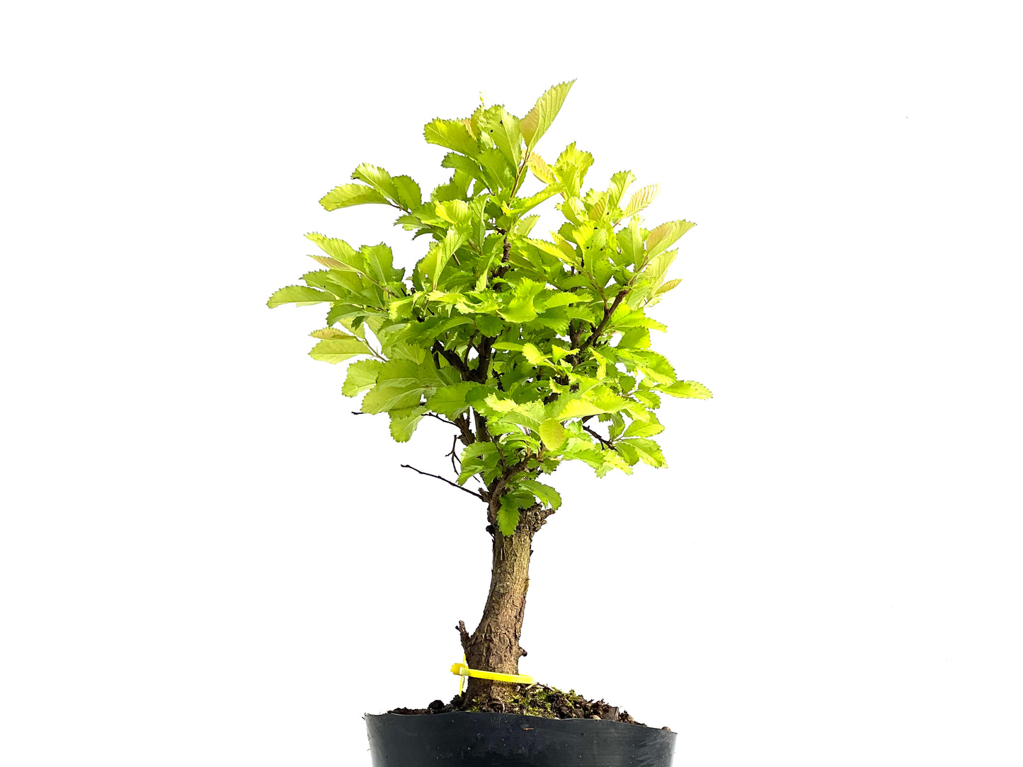 Olmo Nire Keyaki 3832