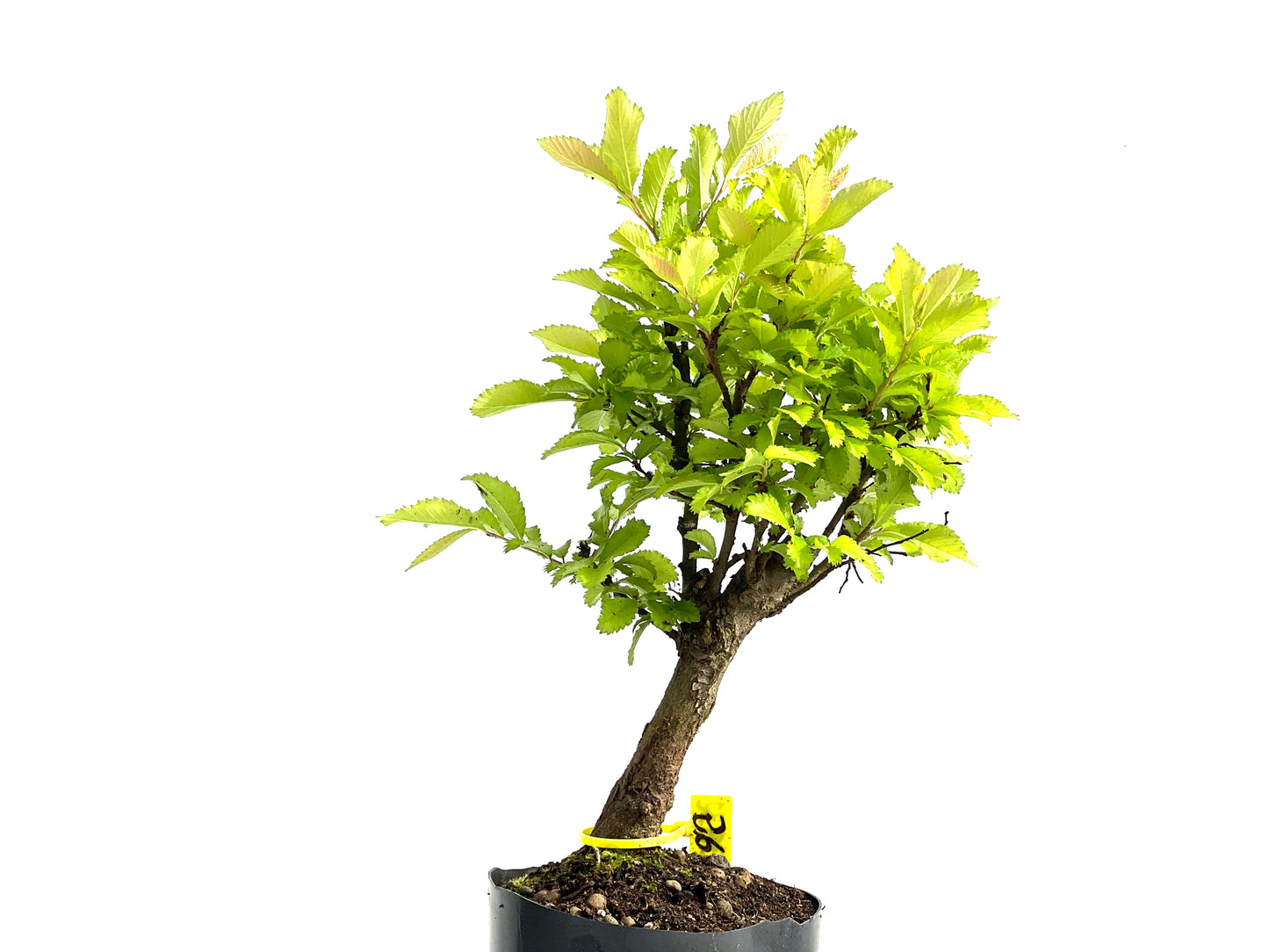 Olmo Nire Keyaki 3832