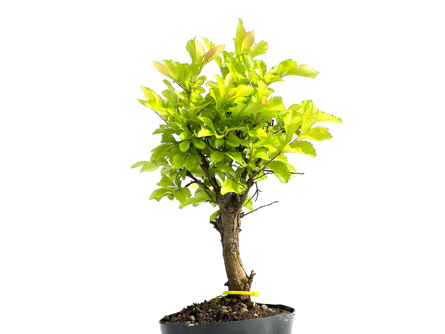 Olmo Nire Keyaki 3832
