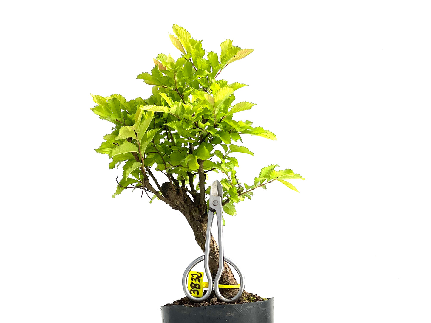 Olmo Nire Keyaki 3832