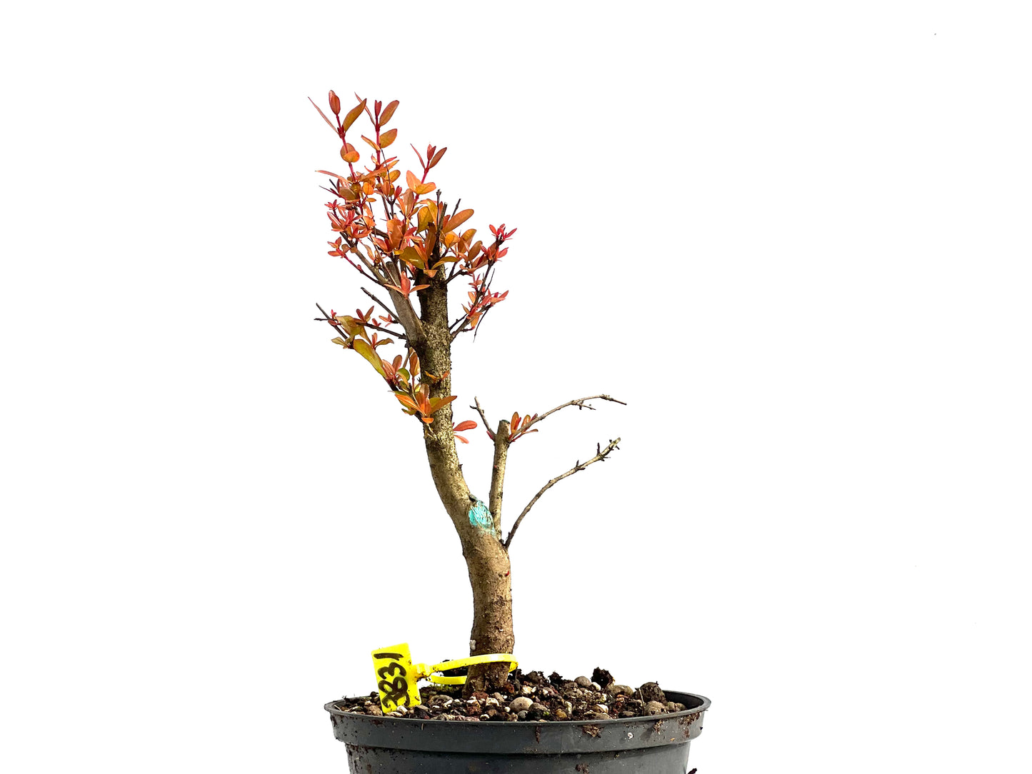 Punica Granatum Nana 3831