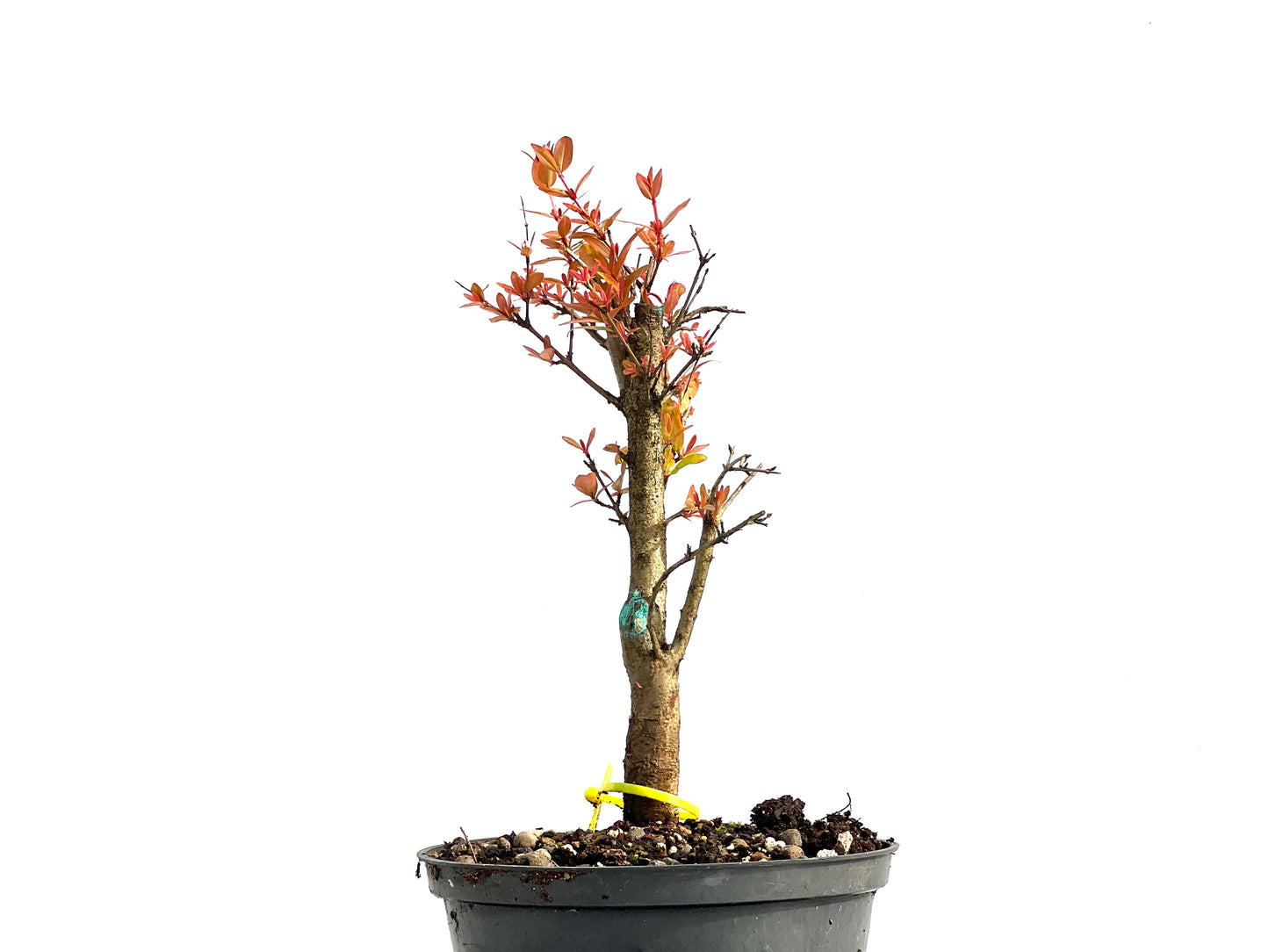 Punica Granatum Nana 3831