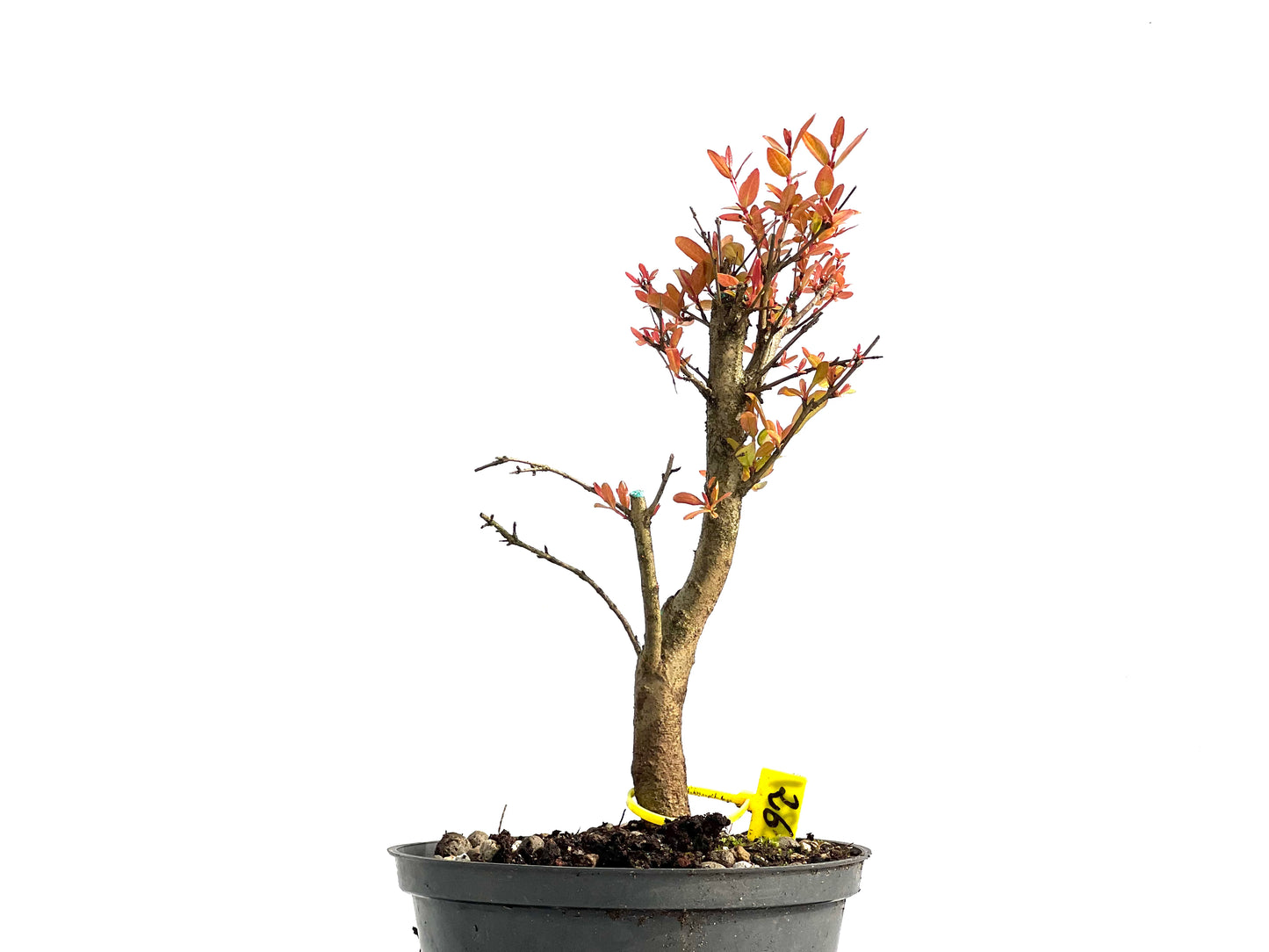 Punica Granatum Nana 3831