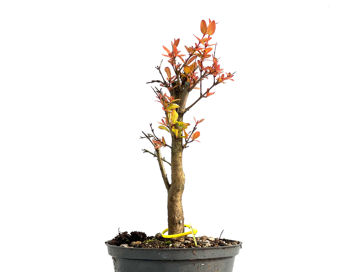 Punica Granatum Nana 3831