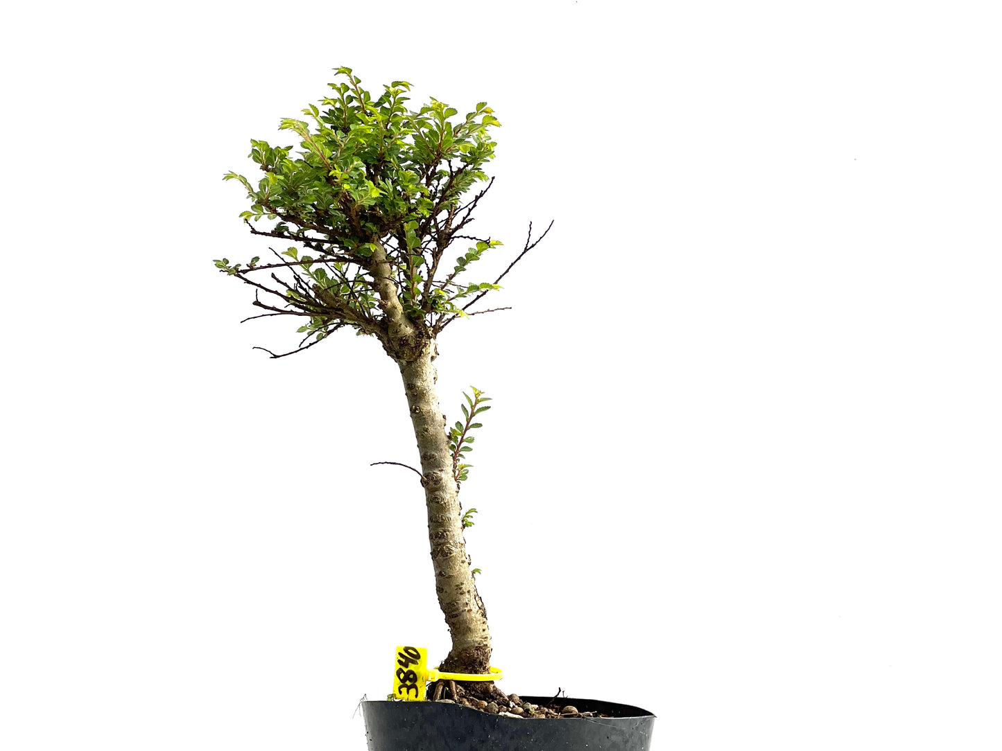 Ulmus Hokkaido 3840
