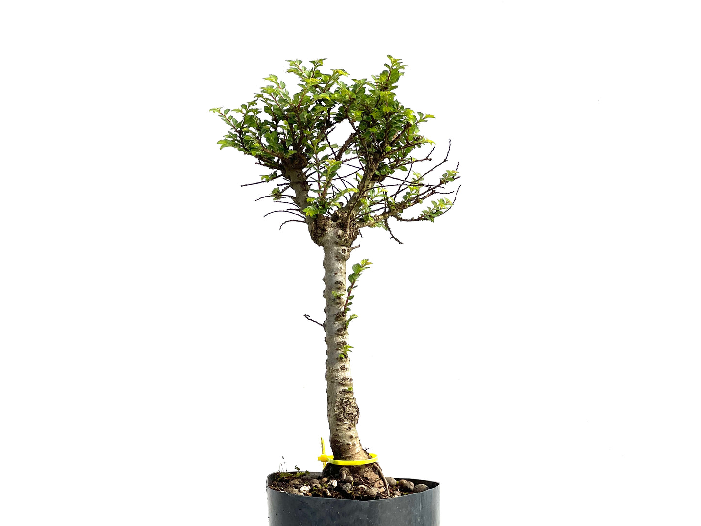 Ulmus Hokkaido 3840