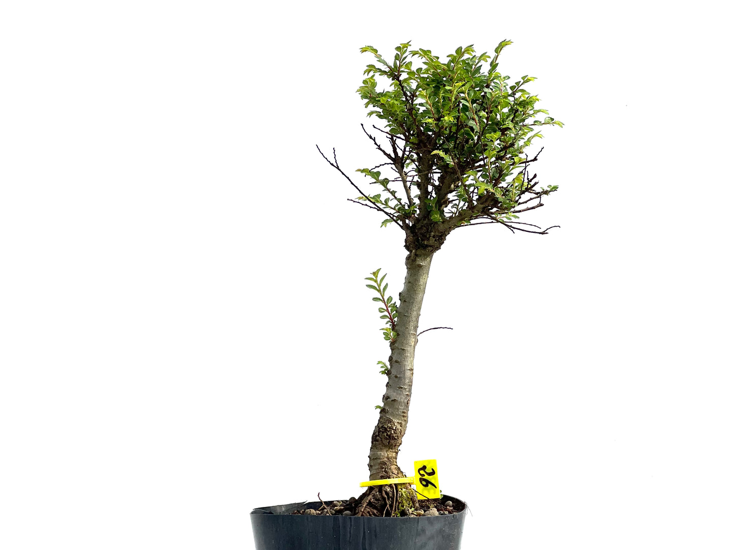 Ulmus Hokkaido 3840