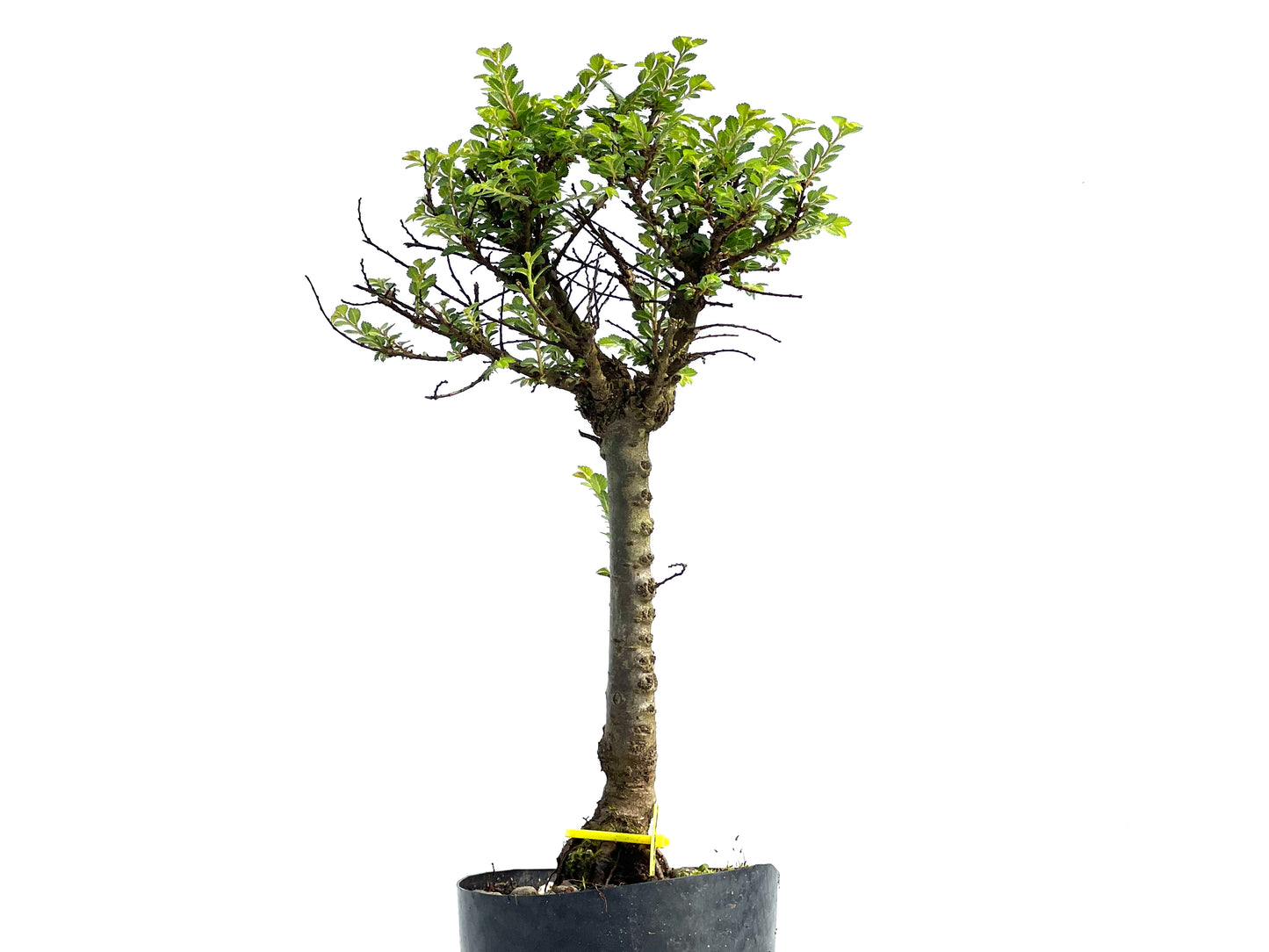 Ulmus Hokkaido 3840
