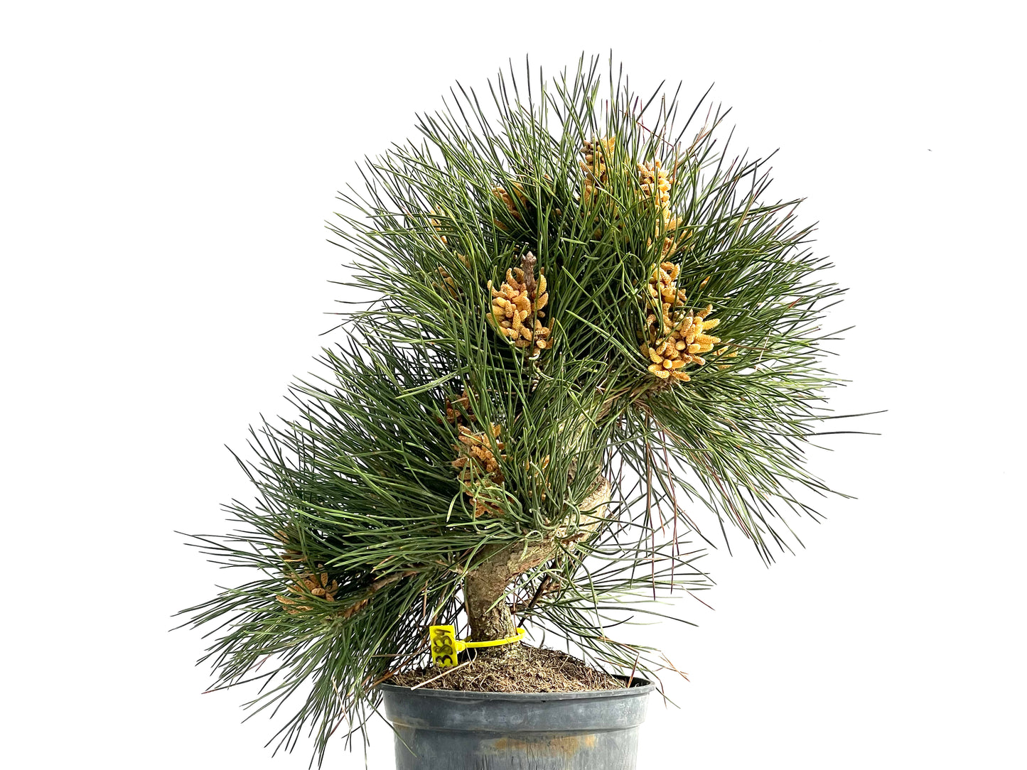 Pinus Thunbergii 3839