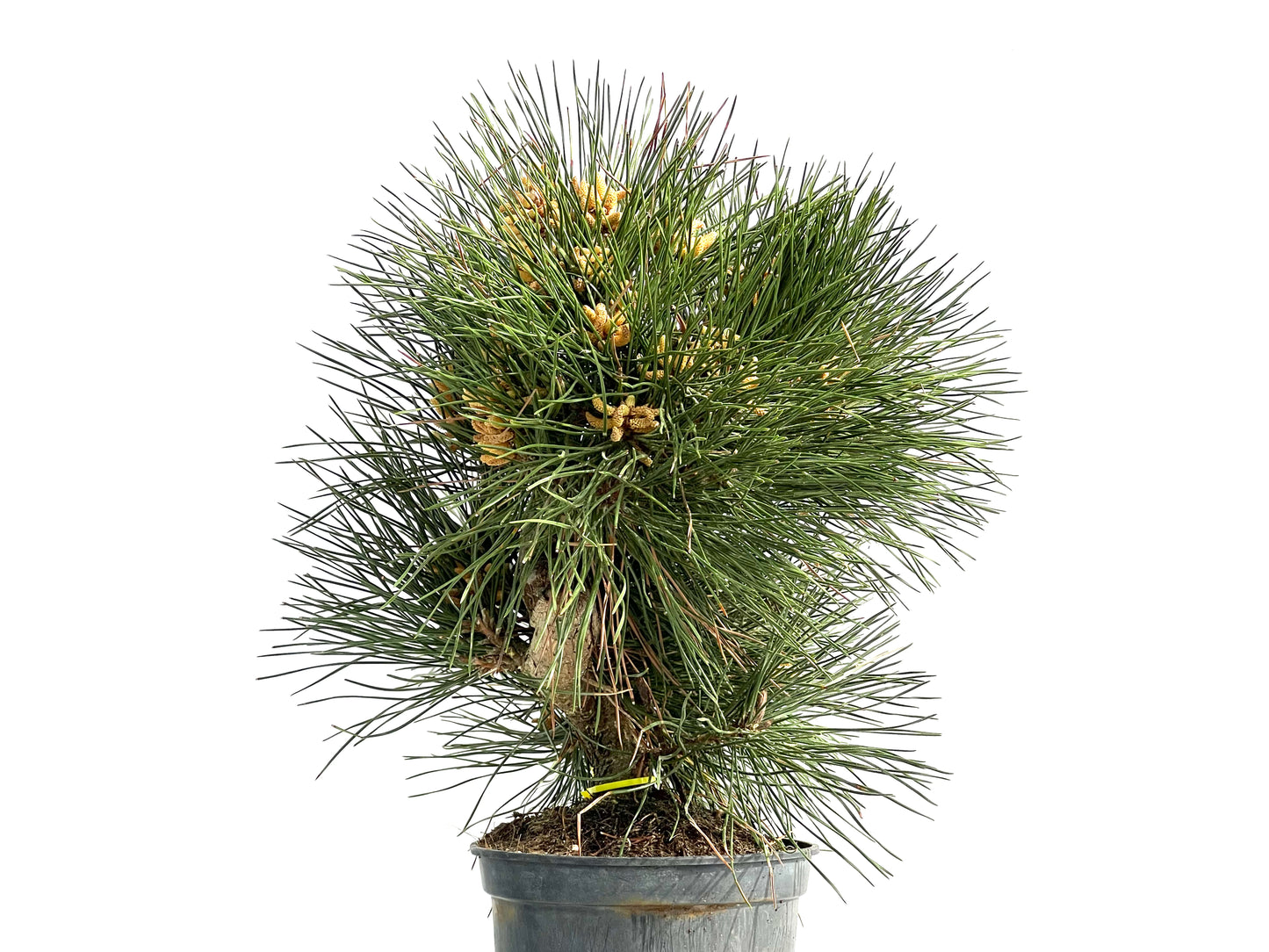 Pinus Thunbergii 3839