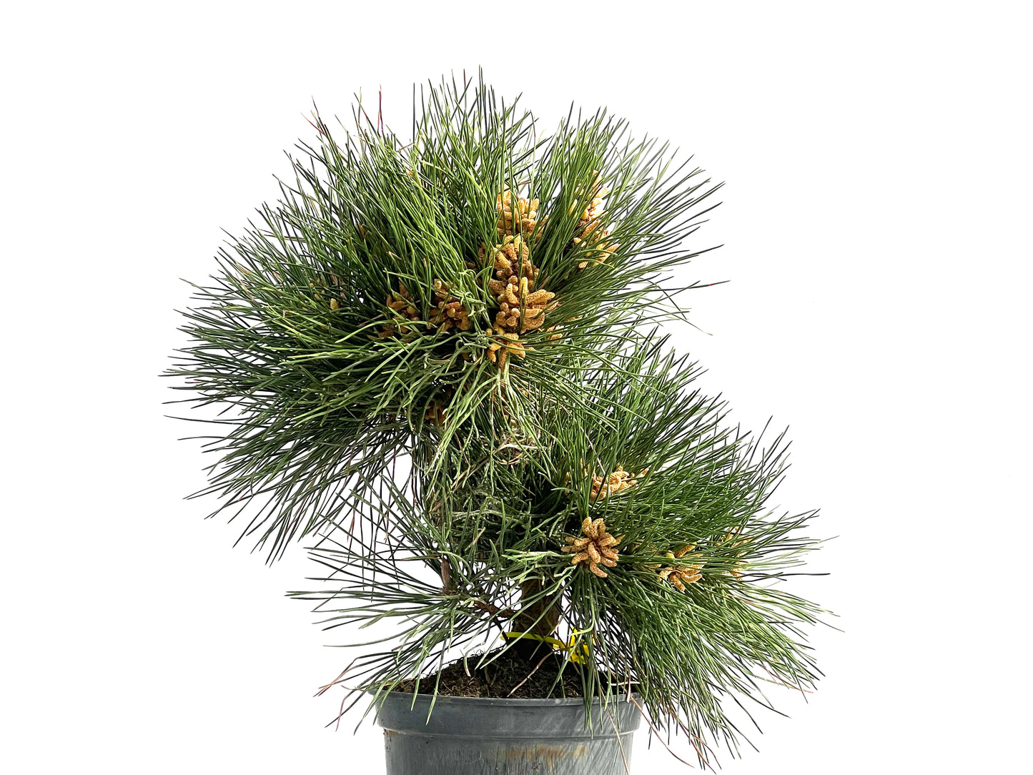 Pinus Thunbergii 3839