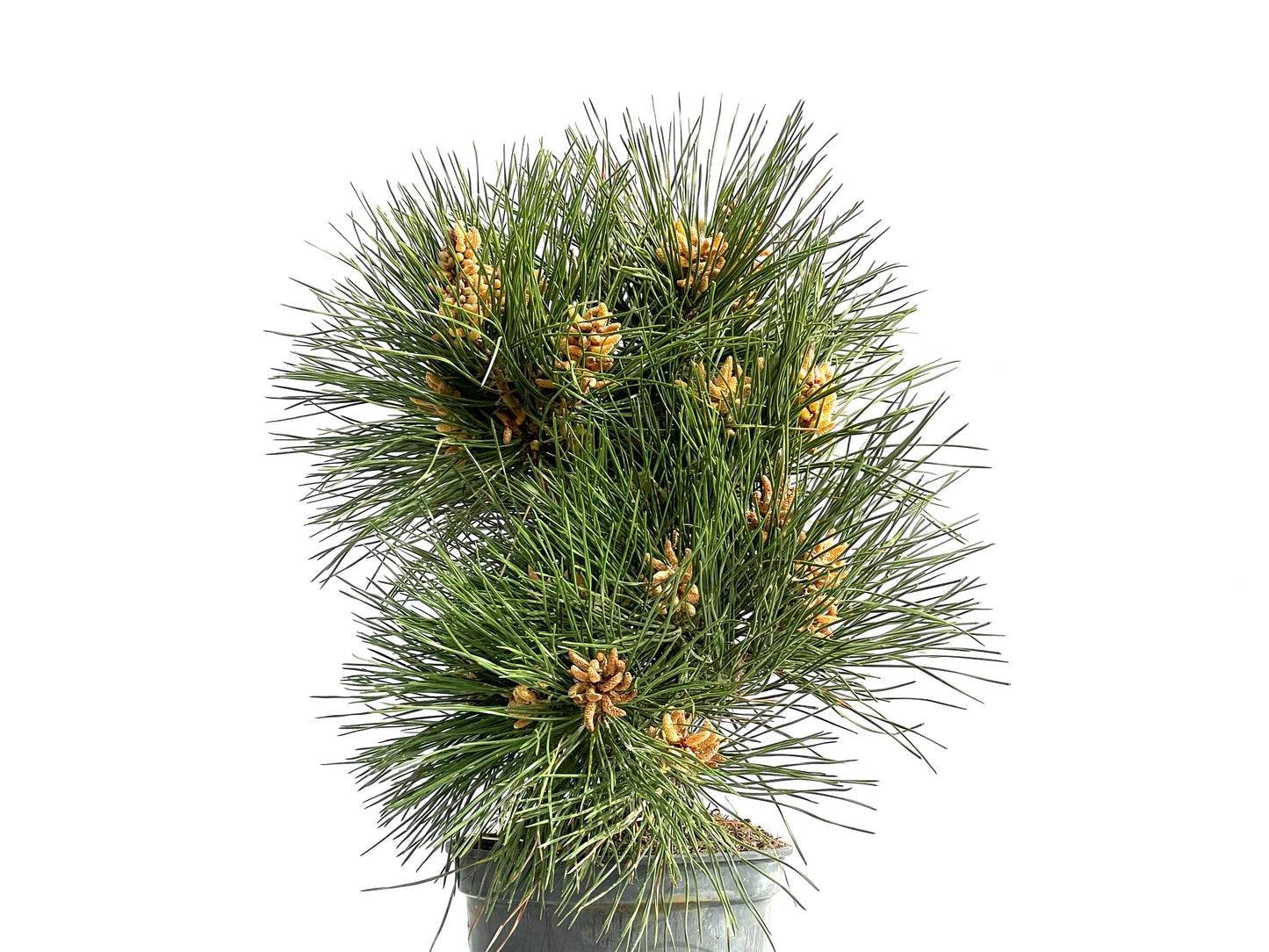 Pinus Thunbergii 3839