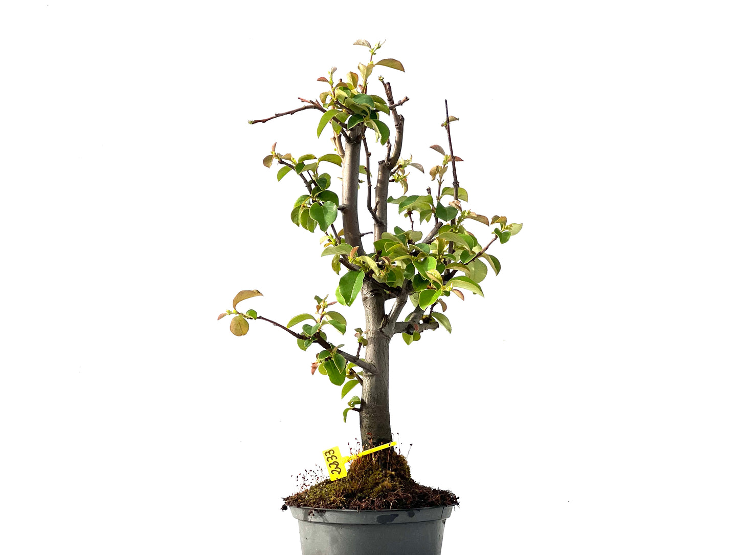 Pseudocidonia Sinensis 2233