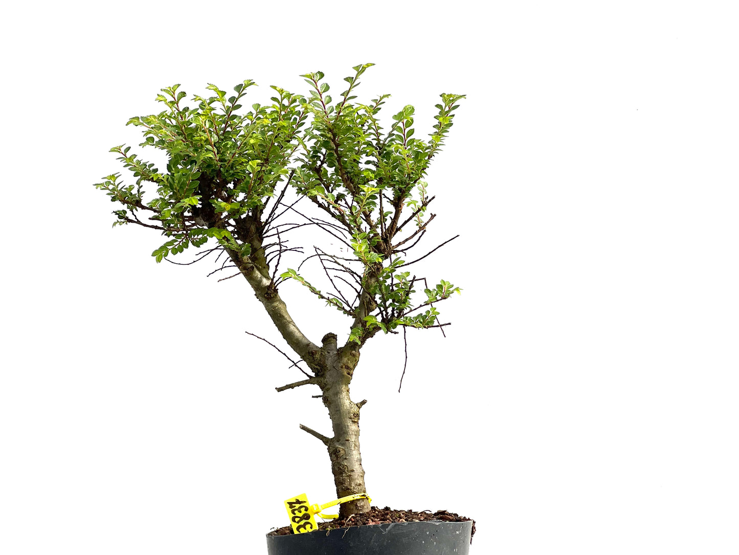 Ulmus Hokkaido 3837
