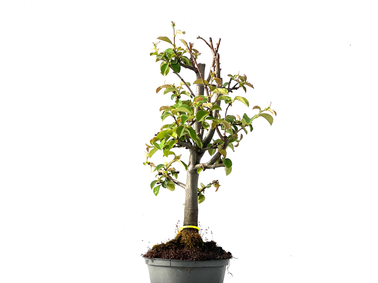 Pseudocidonia Sinensis 2233