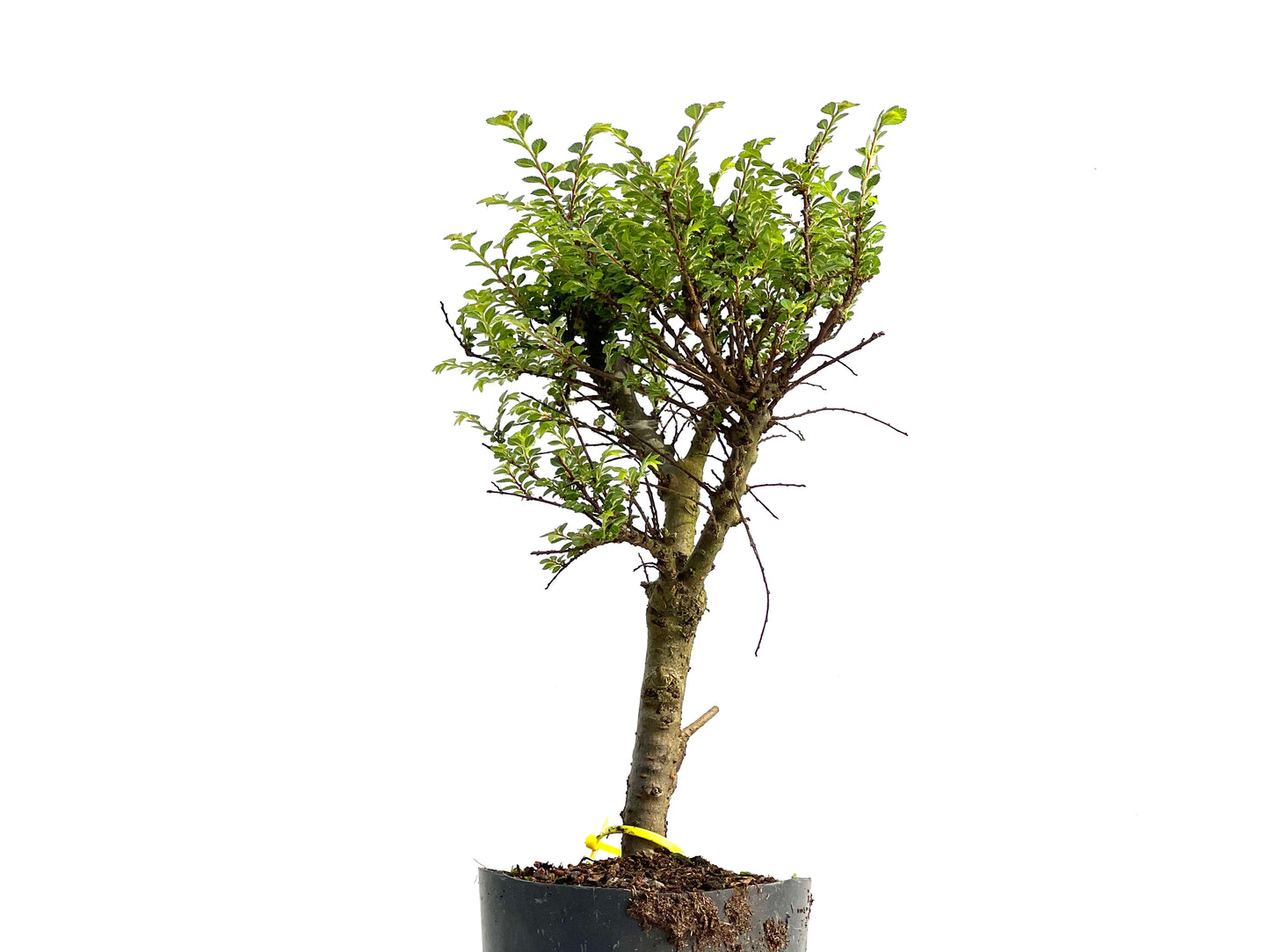 Ulmus Hokkaido 3837