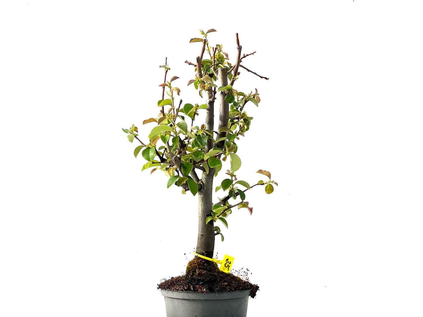 Pseudocidonia Sinensis 2233