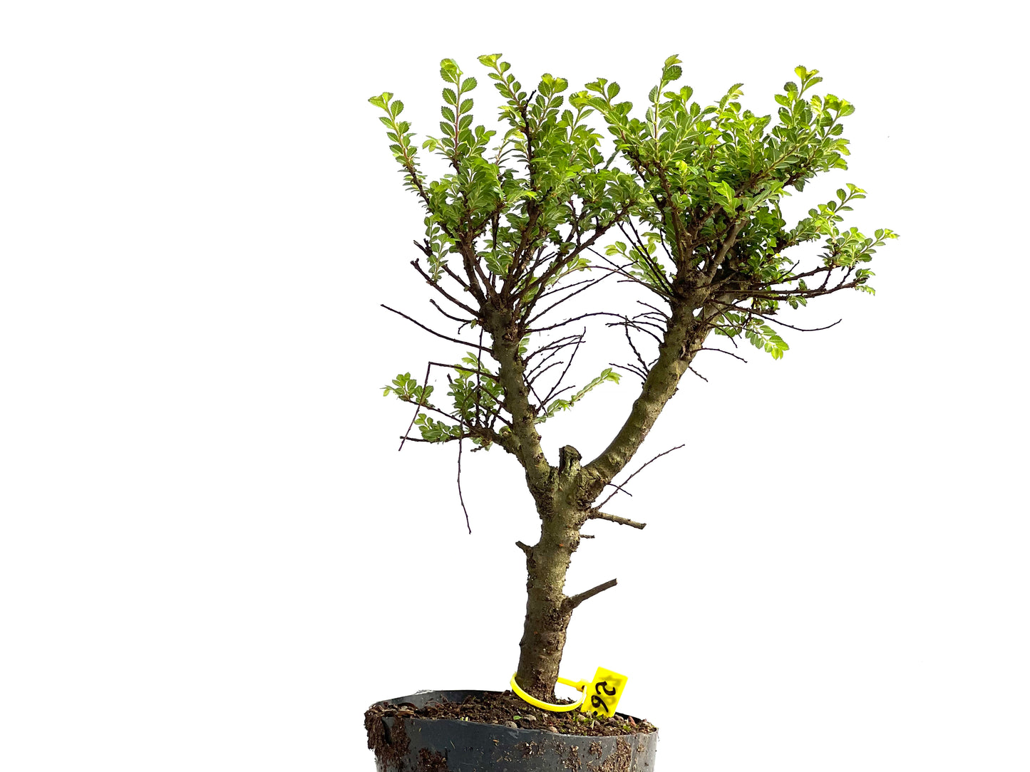 Ulmus Hokkaido 3837