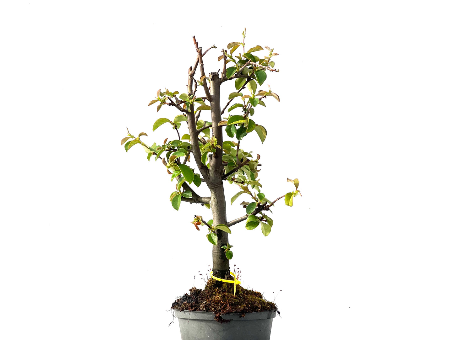 Pseudocidonia Sinensis 2233