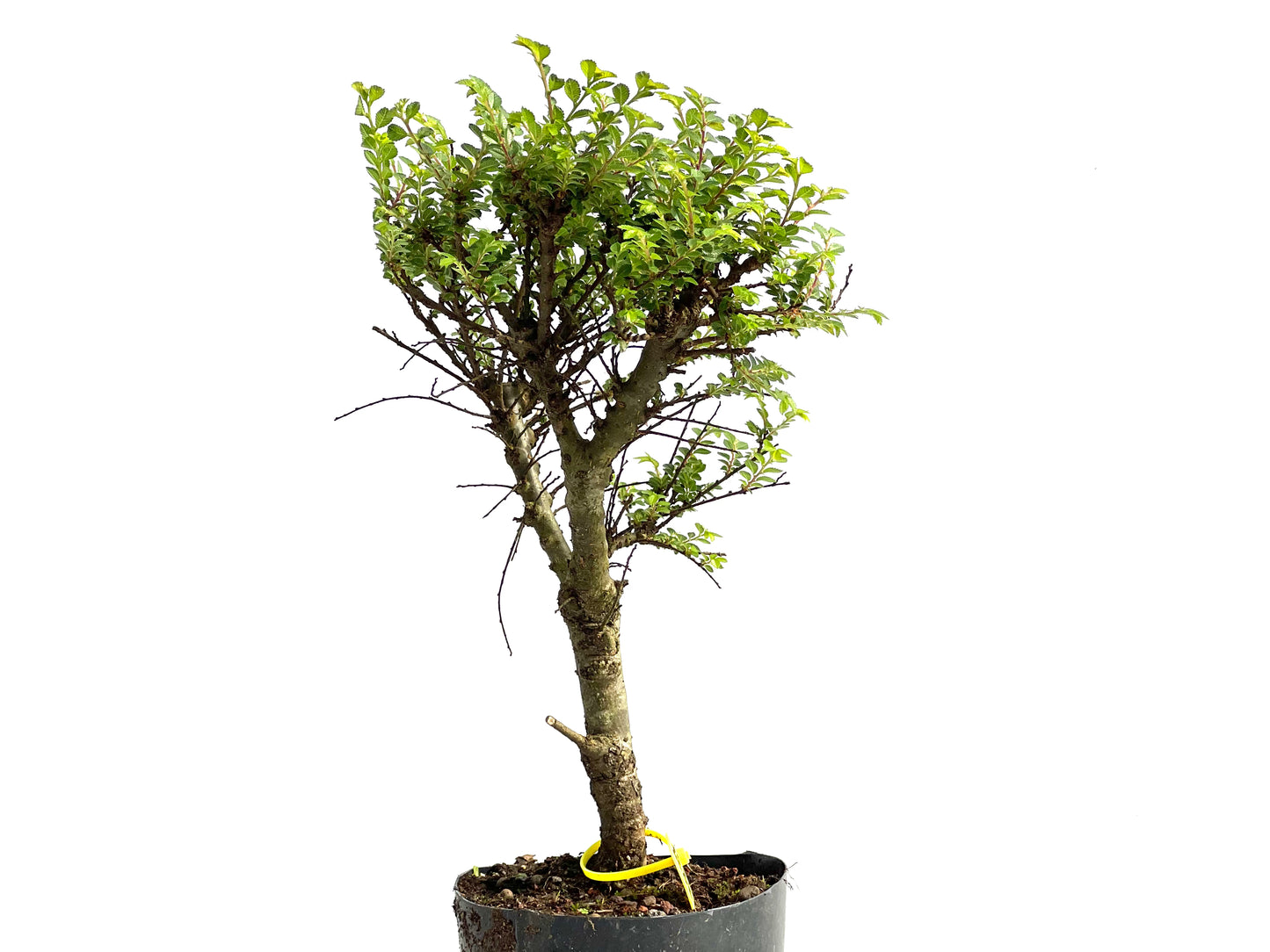 Ulmus Hokkaido 3837