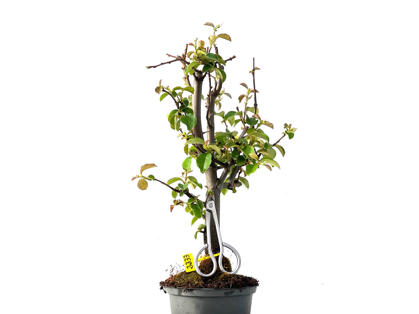 Pseudocidonia Sinensis 2233