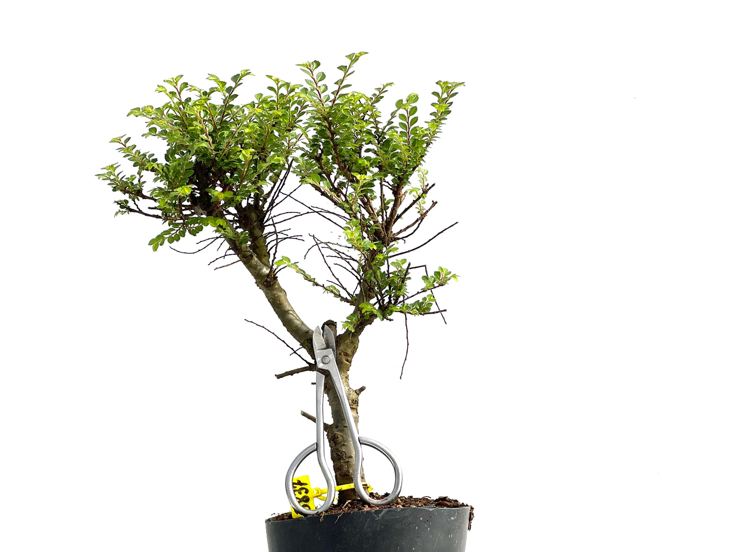Ulmus Hokkaido 3837