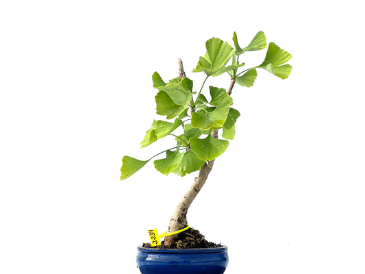 Ginkgo Biloba 2234