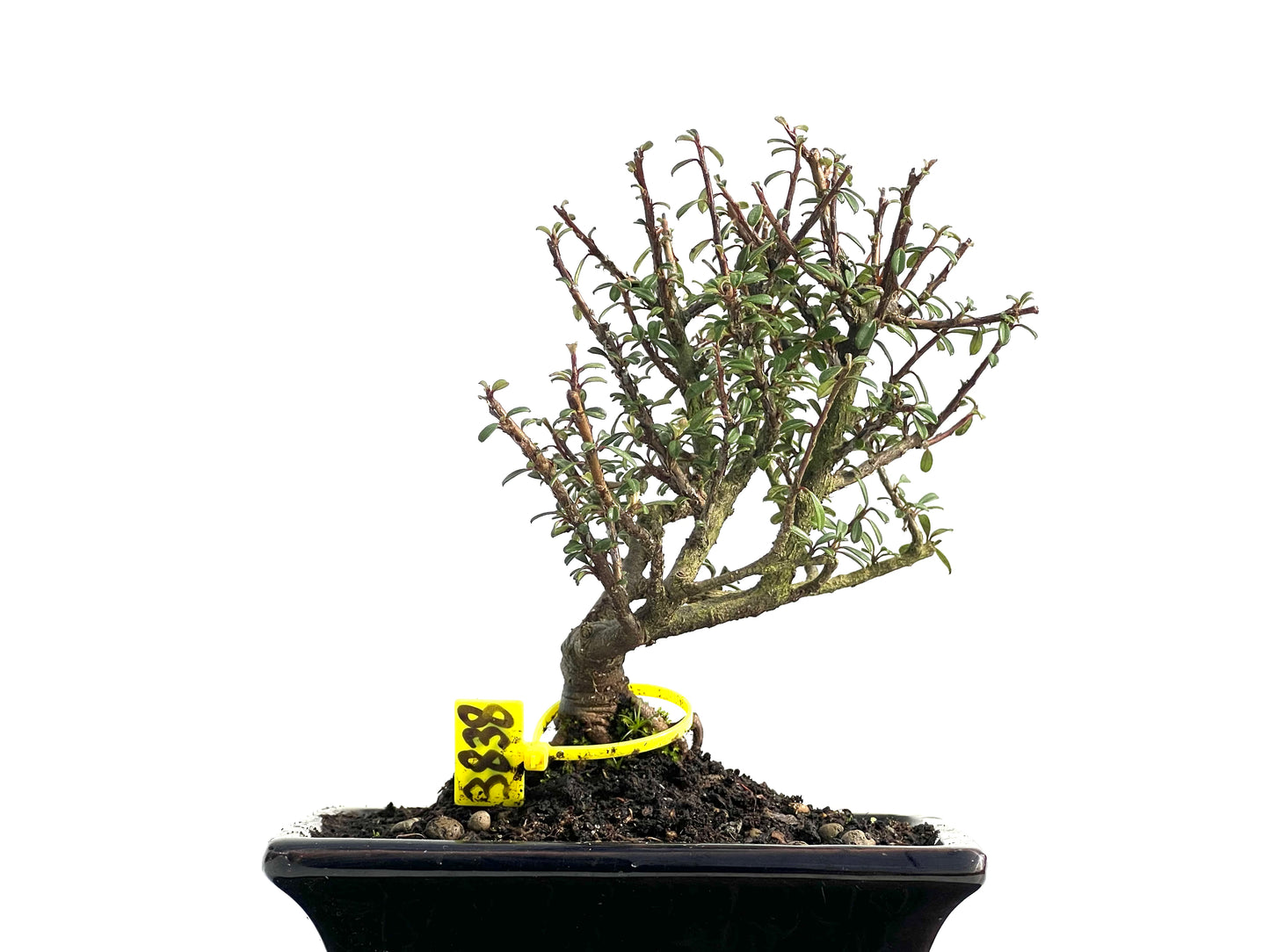 Cotoneaster Microphylla 3838