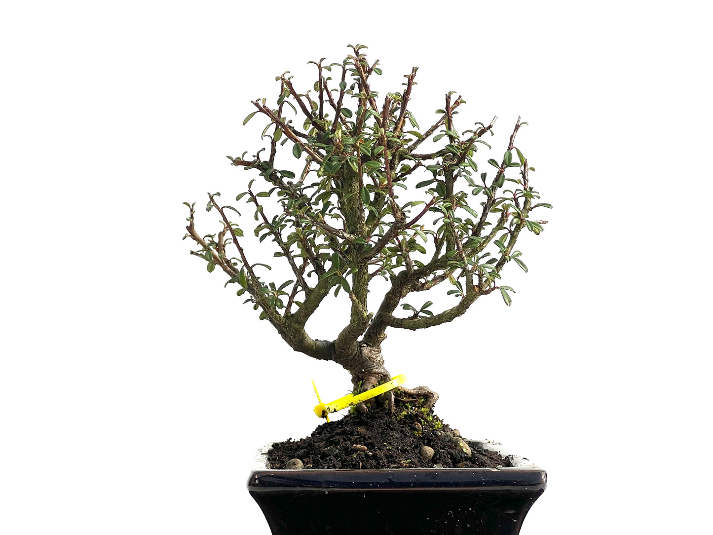 Cotoneaster Microphylla 3838