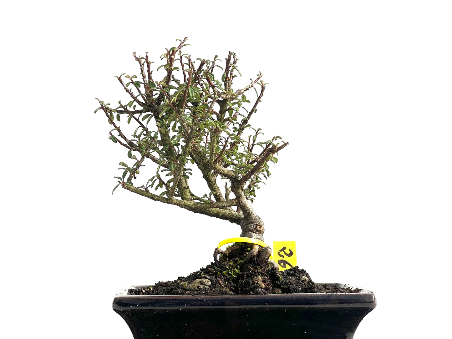 Cotoneaster Microphylla 3838