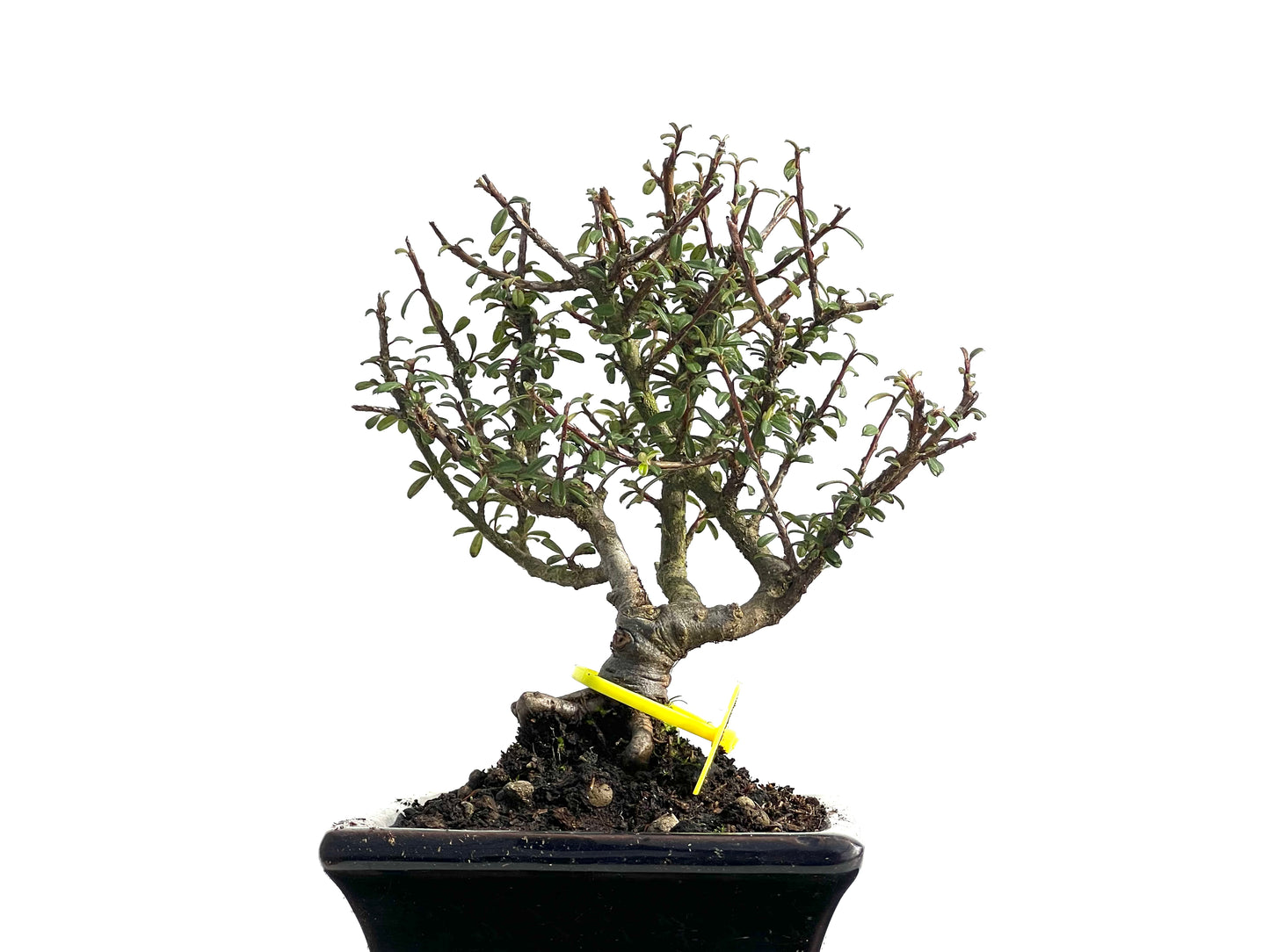 Cotoneaster Microphylla 3838