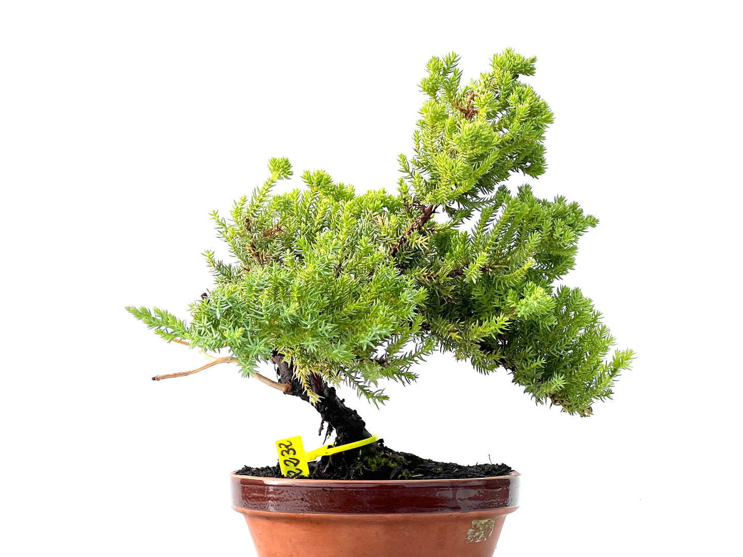 Juniperus Procumbens Nana 2232