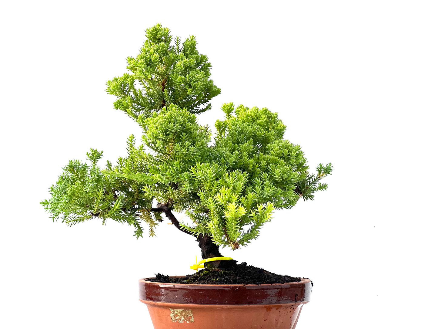 Juniperus Procumbens Nana 2232