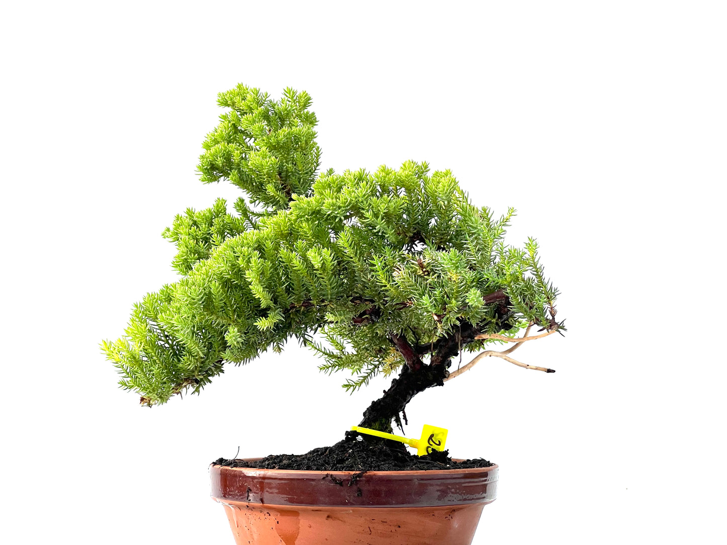 Juniperus Procumbens Nana 2232