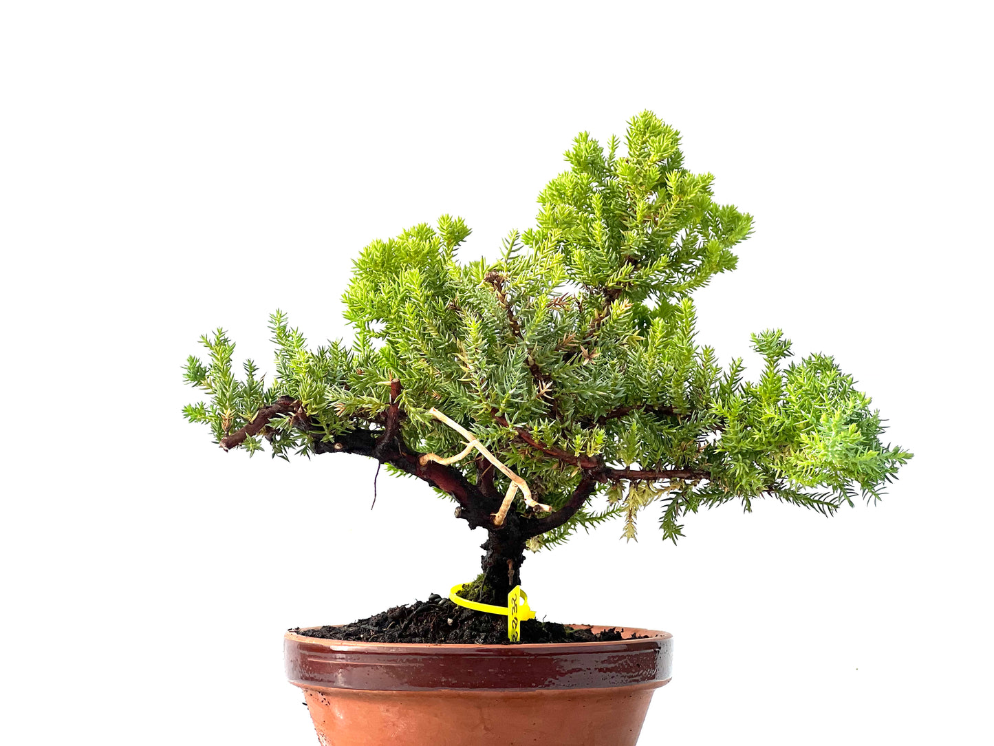 Juniperus Procumbens Nana 2232